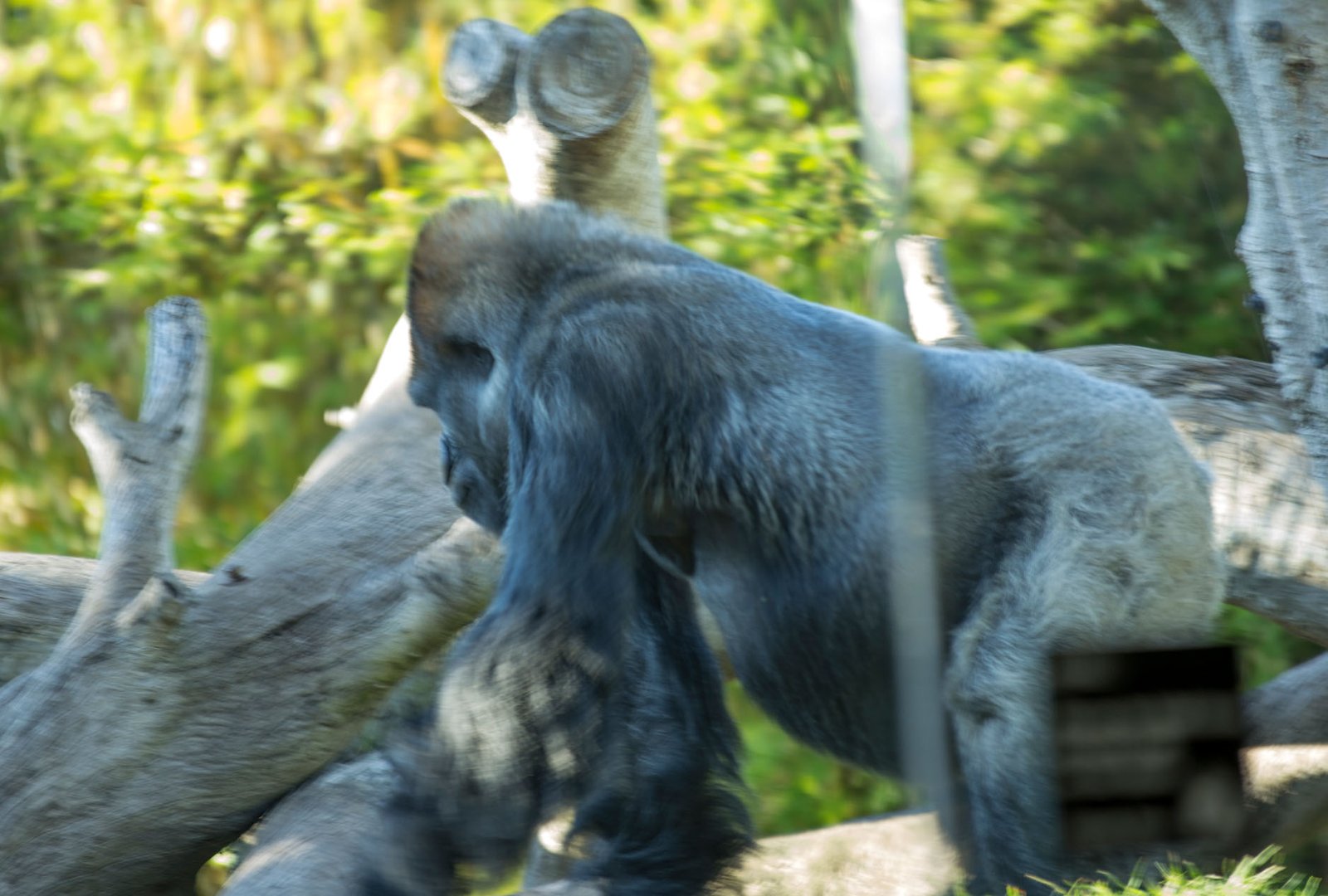 San Diego Zoo Part I 137